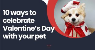valentine's gifts for animals